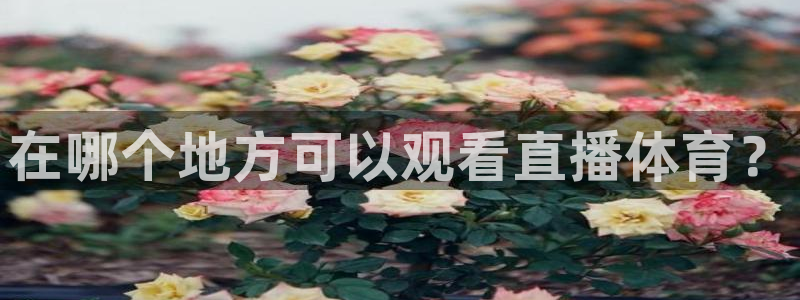 搜球直播体育：在哪个地方可以观看直播体育？